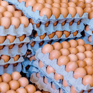 Combo 300 Huevos Para Industrias